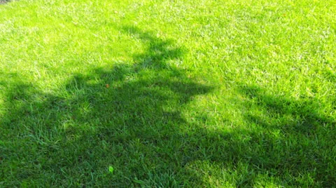 Shadow on the green grass Stock Footage 26319210