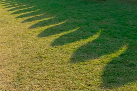 Shadow  on green grass texture. Stock Photos