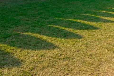 Shadow  on green grass texture. Stock Photos
