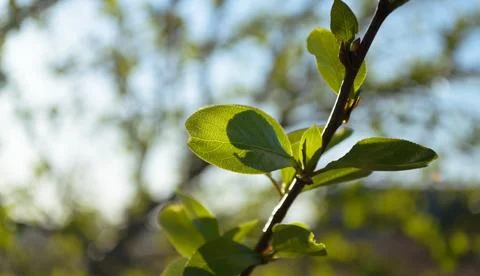 A shadow on a green leaf on a tree branch Stock Photos