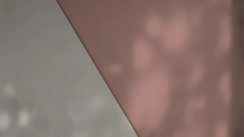 Shadow Grey Background Wall Light White Overlay Abstract Plant Stock Footage 279967019