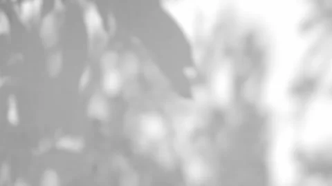 Shadow grey background wall Light white overlay Stock Footage 282705323