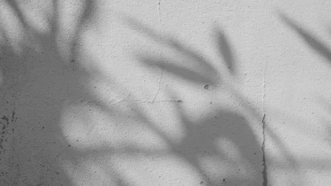Shadow grey background wall light white overlay abstract plant 4k backdrop Stock Footage 309093871