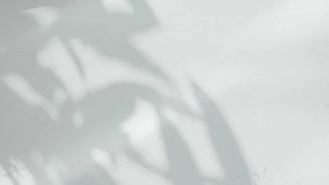 Shadow grey background wall light white overlay abstract plant 4k Stock Footage 334515705