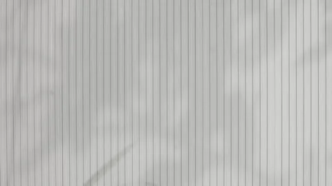 Shadow grey background wall light white overlay abstract plant 4k backdrop Stock Footage 336418248