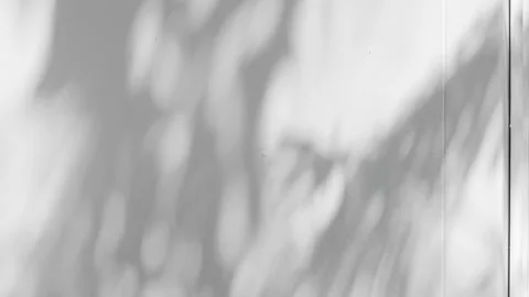 Shadow grey background wall light white overlay abstract plant 4k Stock Footage 337690490