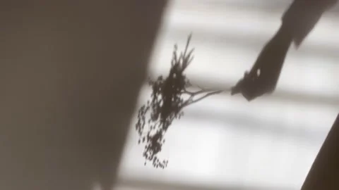 Shadow of a hand holding a flower. Sphere of floristics and beauty. Stock Footage 186590358