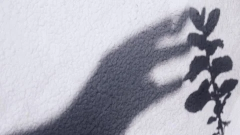 Shadow Hand Touching Plant Shadow Vídeo Stock 269265957