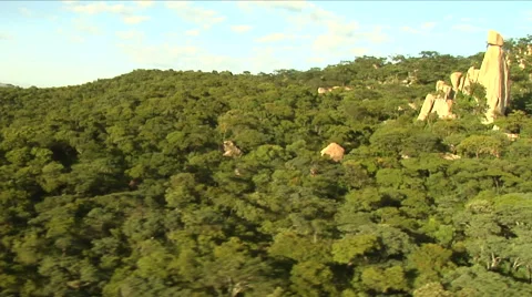 Shadow of helicopter over thick canopy of trees Stock Footage 53049592