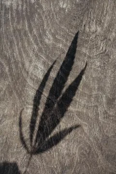 Shadow from hemp leaf Stock Photos