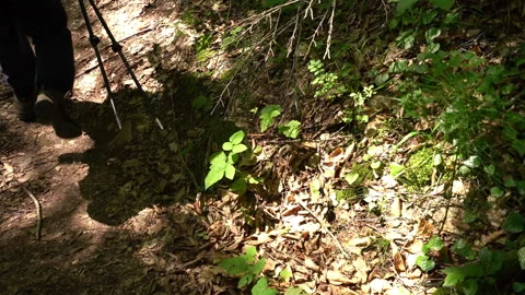 Shadow of a Hiker Moving Through the Forest Falls on the Ground Stock Footage 312759609