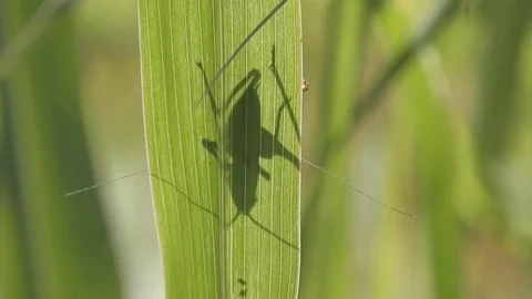 Shadow of an insect resting behind a leaf 4K- Italian Nature Video stock 109436283