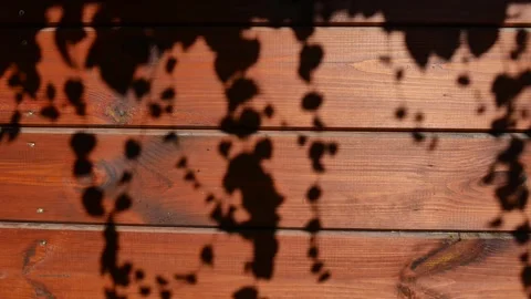 The shadow of the ivy sways in the wind. Stock Footage 253259250