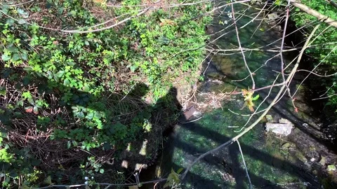 Shadow Kiss Stock Footage 128758850