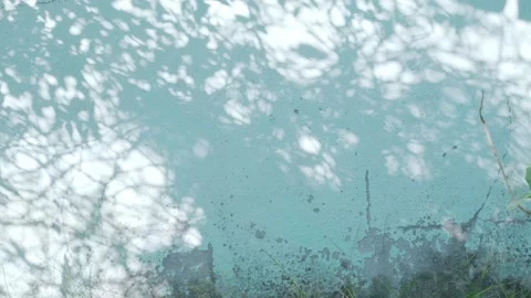Shadow leaf background dirty wall light blue overlay abstract plant 4k Stock Footage 325012075