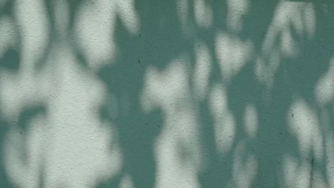 Shadow leaf background wall green overlay abstract plant 4k backdrop Stock Footage 338157586