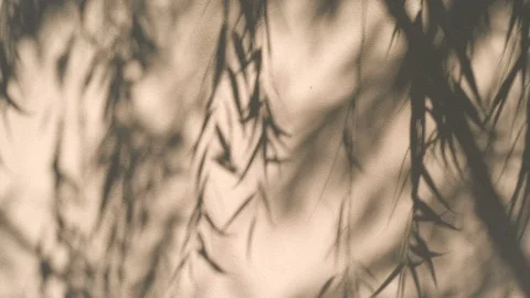 Shadow of leaf branch , small leaf in wind on the wall background , 4k Dci re Stock Footage 112640733