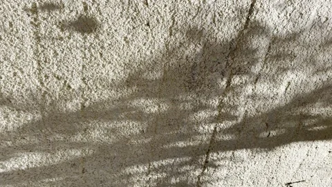 Shadow of leaf branch , small leaf in wind on the concrete wall background , 4k Stock Footage 272939187