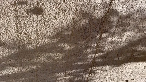 Shadow of leaf branch , small leaf in wind on the concrete wall background , 4k Stock Footage 272939194