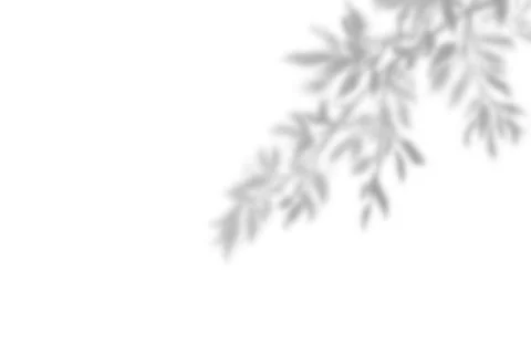 Shadow of leaf overlay on white texture background. Use for decorative prod.. Stock Illustration