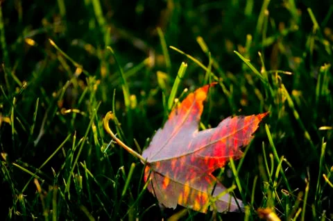 Shadow Leaf Stock Photos