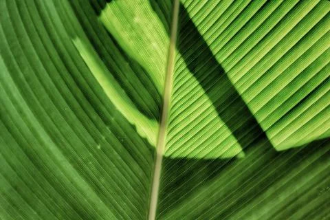 Shadow on the leaf. Stock Photos