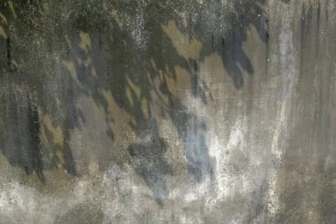 Shadow of leaf Foto stock