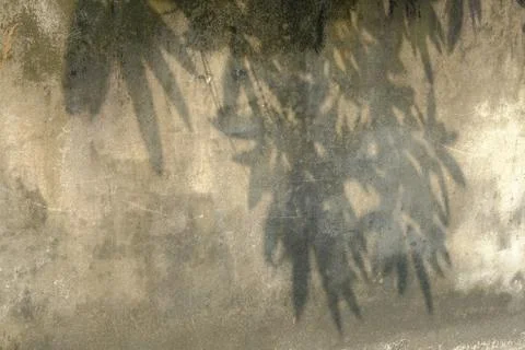 Shadow of leaf Stock Photos