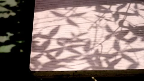 A shadow of a leaf on a pink surface Foto stock