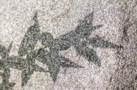 Shadow of leaf tree on grey stone in sunny day Stock Photos