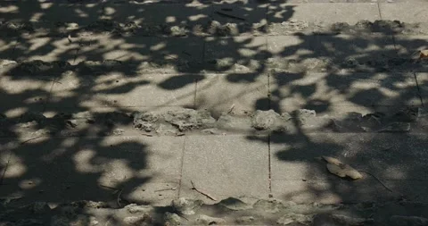 Shadow of leaf on tree reflection with sunlight on floor Stock Footage 210075774