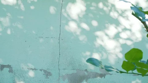 Shadow leaf on wall Stock Footage 329011569