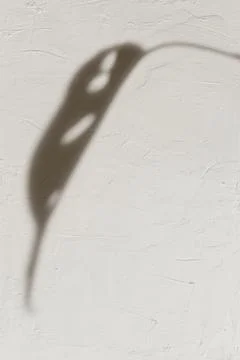 Shadow of leaf on off white background Stock Photos