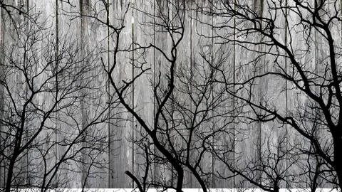 Shadow of leafless tree branches on wooden background Stock Photos
