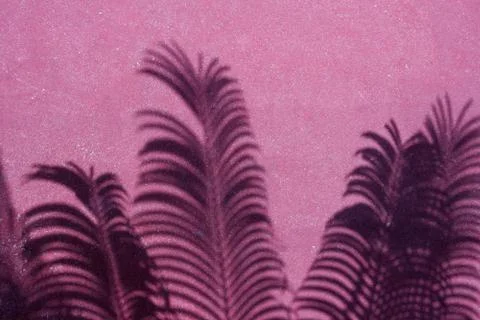 Shadow leafs Foto stock