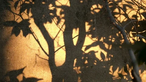 Shadow of leaves and branch tree against cement wall background Stock Footage 125458798