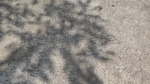 Shadow of leaves and branches little moving Stock Footage 148036344