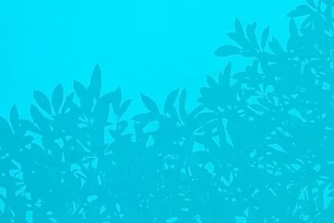Shadow of leaves and branches is reflected in water pool. Stock Photos