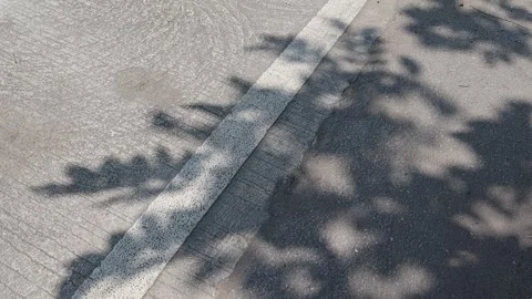 Shadow of leaves and branches  with white line road little moving Stock Footage 148406111