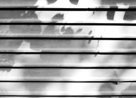 Shadow of leaves and sunlight in the morning on white steel door background Stock Photos