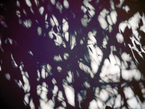 Shadow of leaves and tree on wall Foto stock