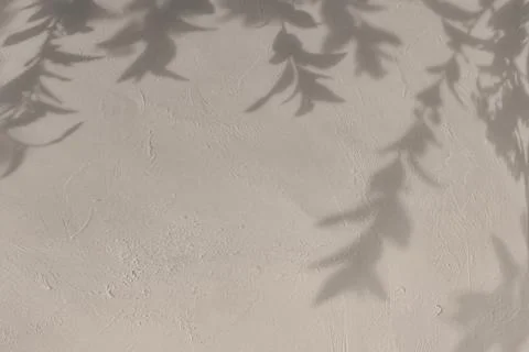 Shadow of leaves on beige concrete wall texture background 스톡 일러스트