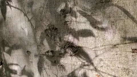 Shadow of leaves blowing in the wind 스톡 동영상 220523999