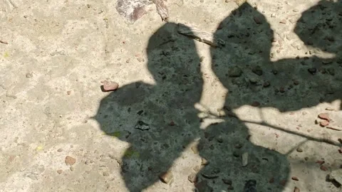 Shadow of leaves cast on a textured concrete ground surface in bright sunlight. Stock Footage 341957326