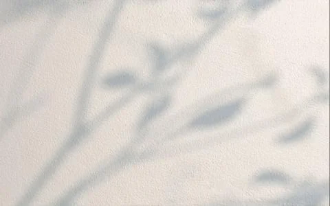Shadow of the leaves on cement wall background Stock Photos