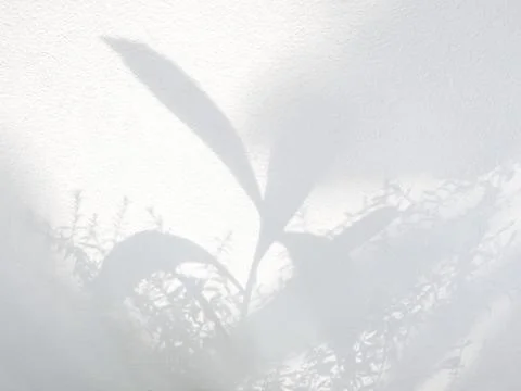 Shadow of the leaves on cement wall background Foto stock