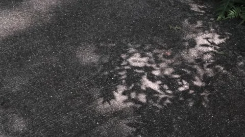 Shadow of the leaves on concrete pavement outdoors, abstract background Stock Footage 313307855