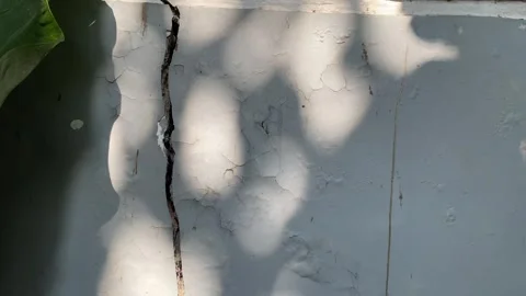 Shadow of leaves on cracked wall Stock Footage 334285177