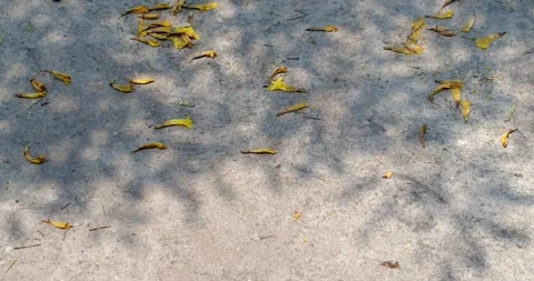 The shadow of leaves falls on the ground.The shadow of the leaves. Stock Footage 271150171