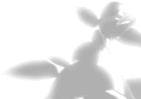 The shadow of the leaves of a flower on a white wall. Black and white image for イラスト素材